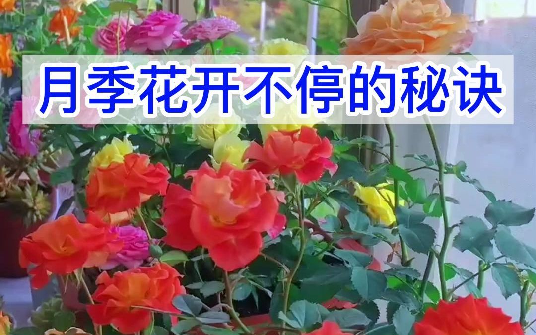 月季花10月份还能开花吗哔哩哔哩bilibili