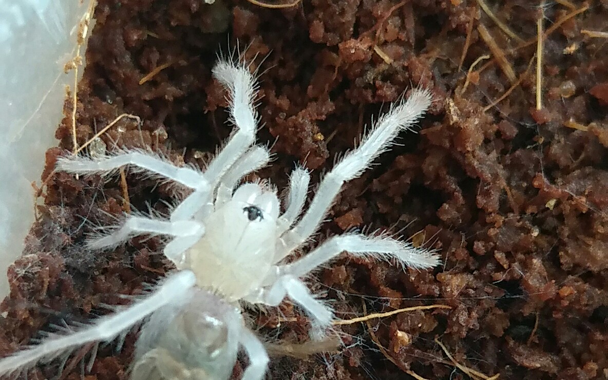 蜘蛛所罗门3l蜕皮