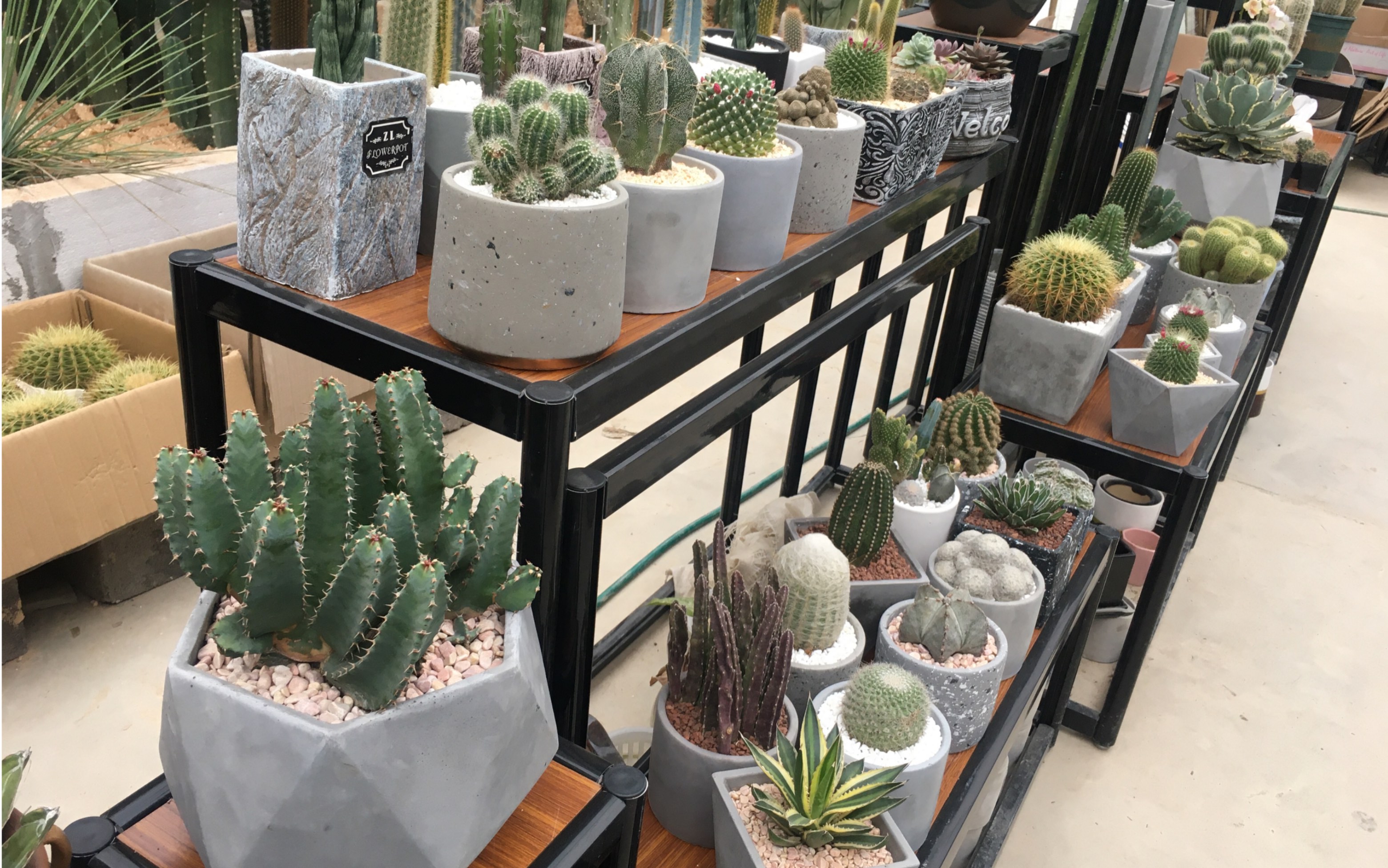 活动作品温州花鸟市场之行