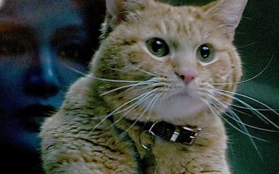 噬元兽:我只是一只橘猫而已,能吞下一整个宇宙的那种可爱橘猫!