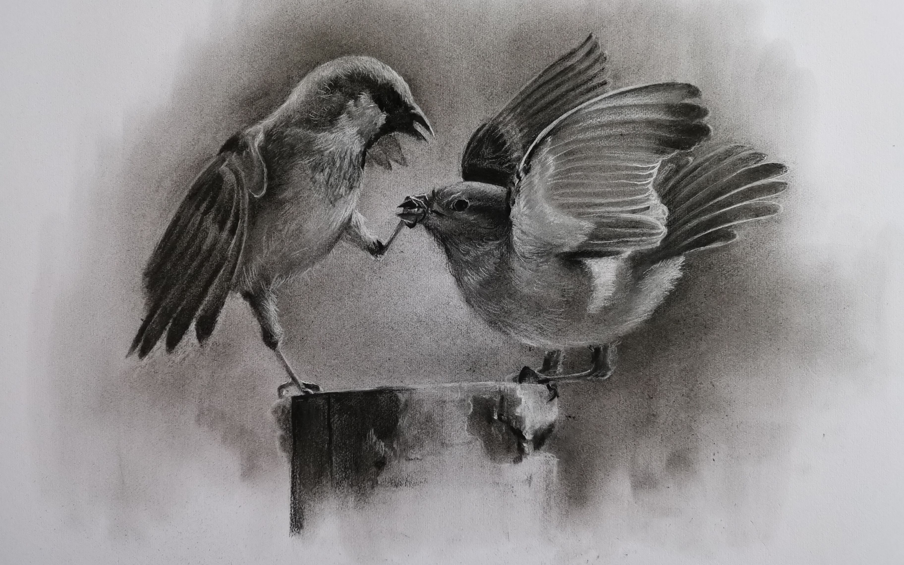 素描虚实的巧妙运用,教你画两只雀雀!【绘画素描】