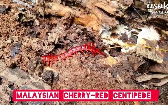 马来西亚樱桃红蜈蚣 Malaysian CherryRed Centipede哔哩哔哩bilibili