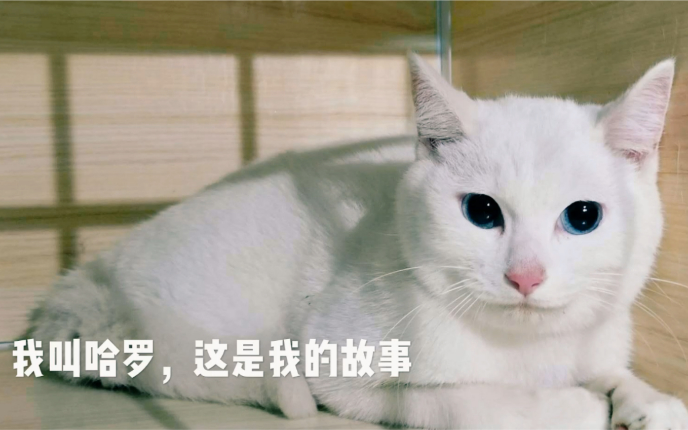 哈罗的故事:如何取得胆小猫咪的信任哔哩哔哩bilibili