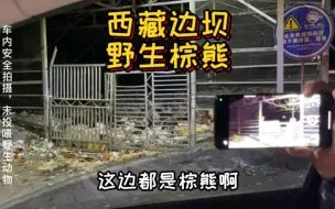 Download Video: 西藏真的遍地是熊，大家露营一定要小心！