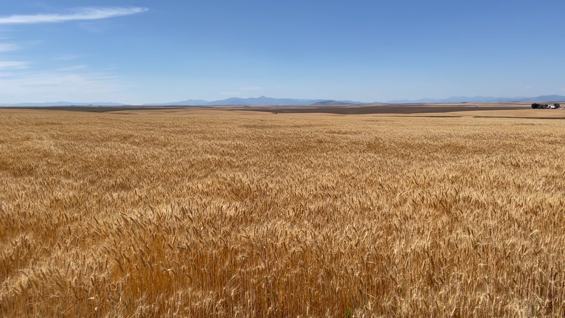金色麦田 风吹麦浪