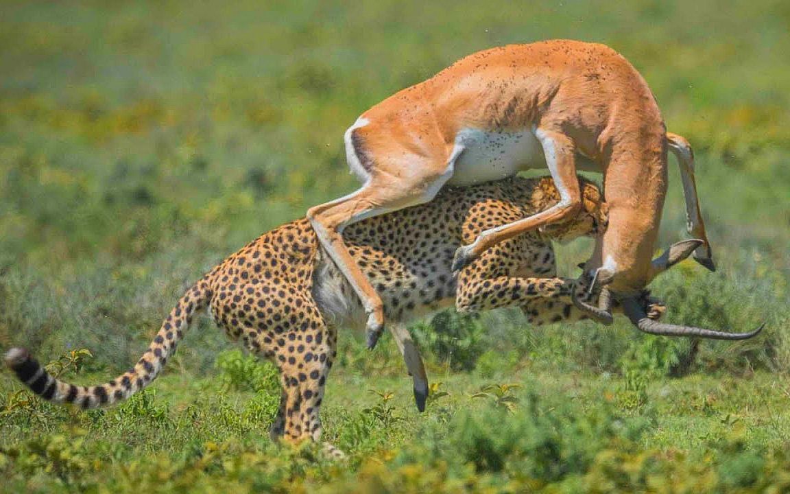 花豹捕猎瞪羚,瞪羚拼死反击,最后重创豹子死里逃生!