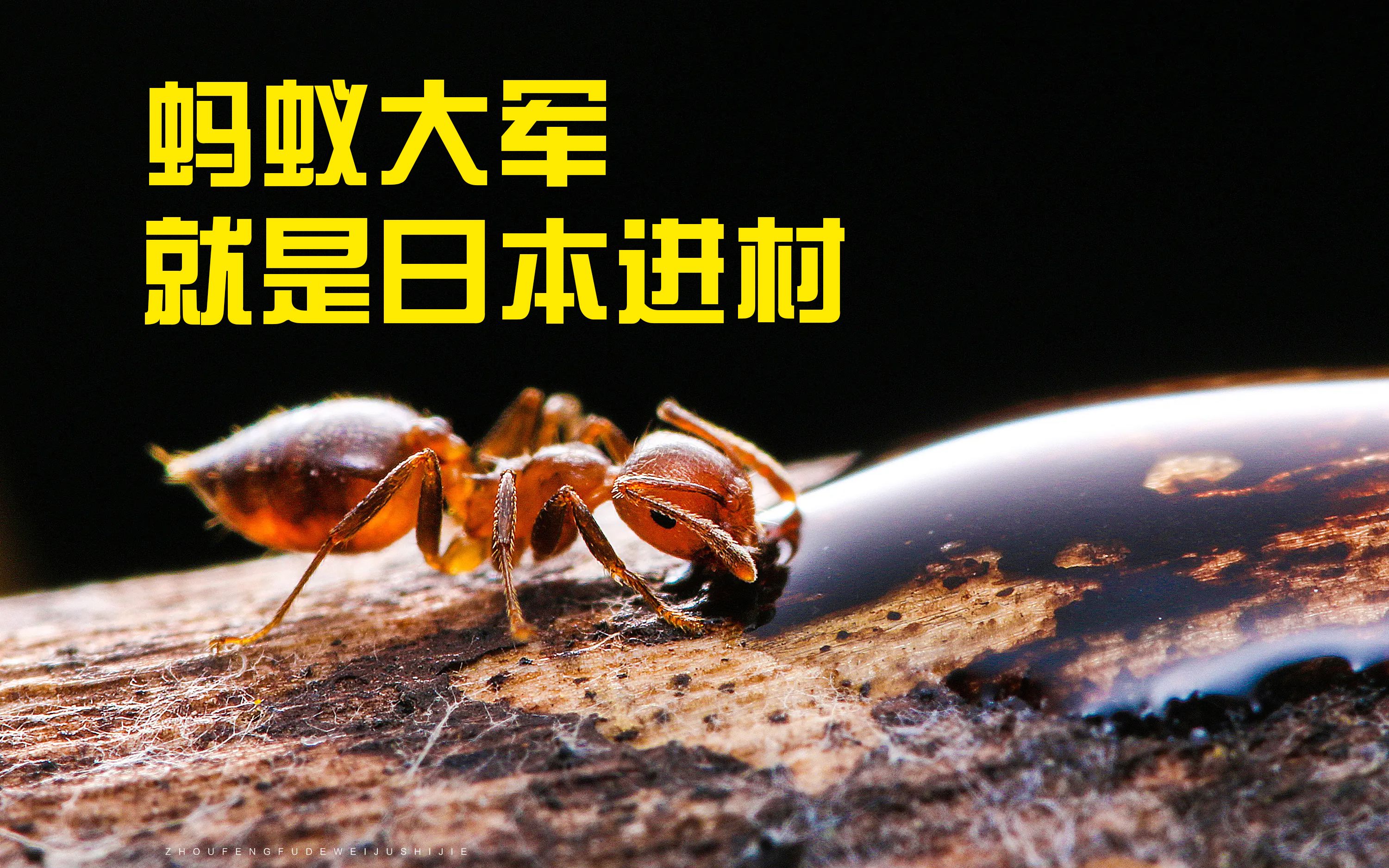 蚂蚁大军 吃吃吃