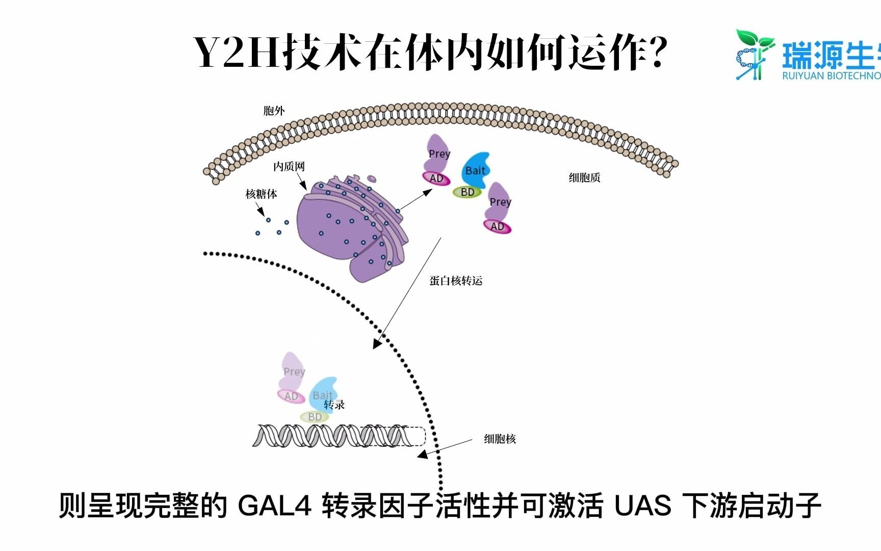 Y2H技术在体内如何运作?哔哩哔哩bilibili