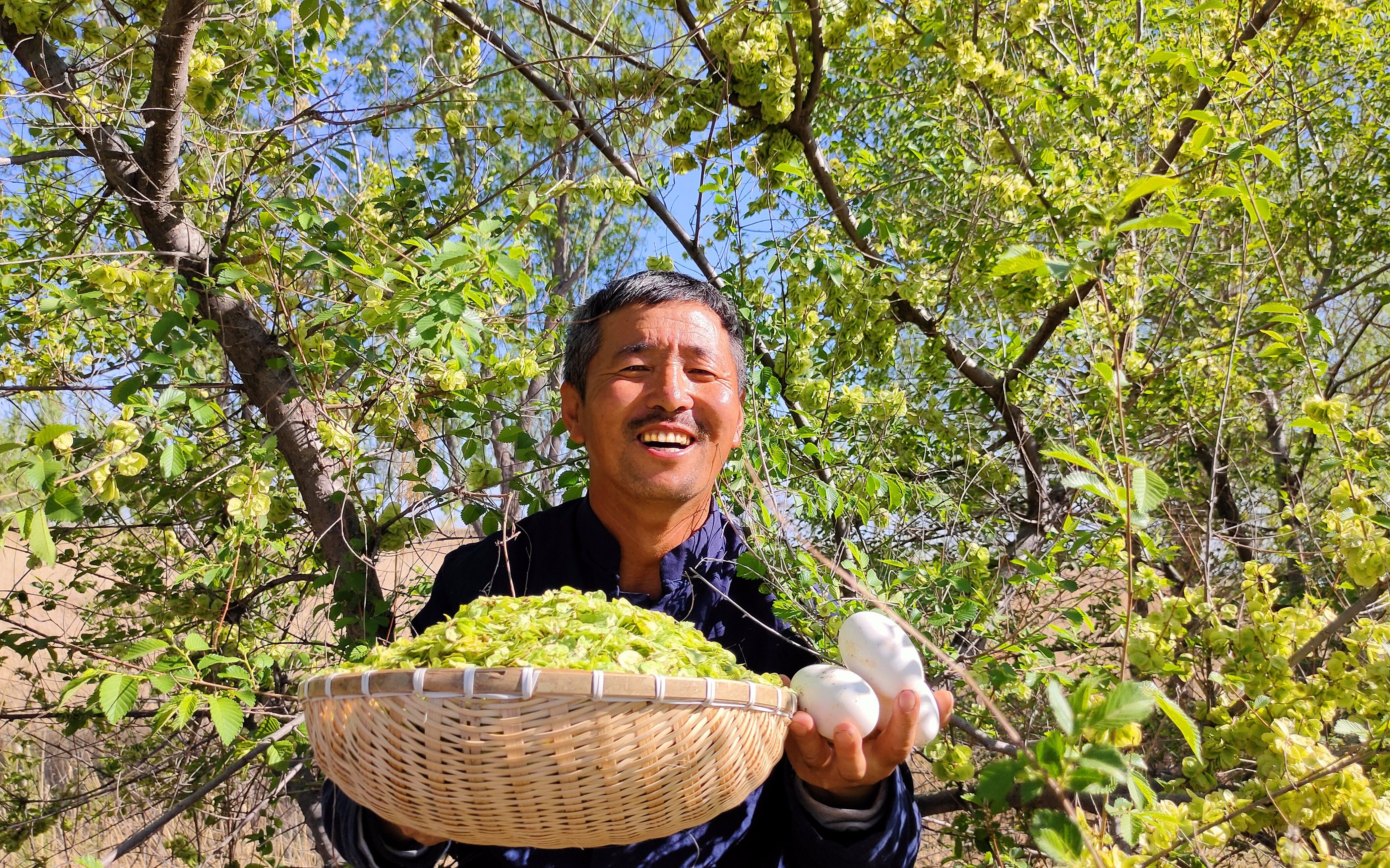 [图]科尔沁草原蒙古黄榆林，榆树钱炒4个大鹅蛋，这是草原上特有的美食，炎炎夏日的清淡食谱