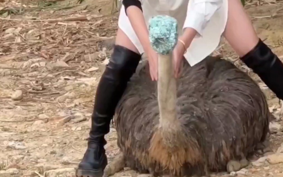 美女初体验骑鸵鸟