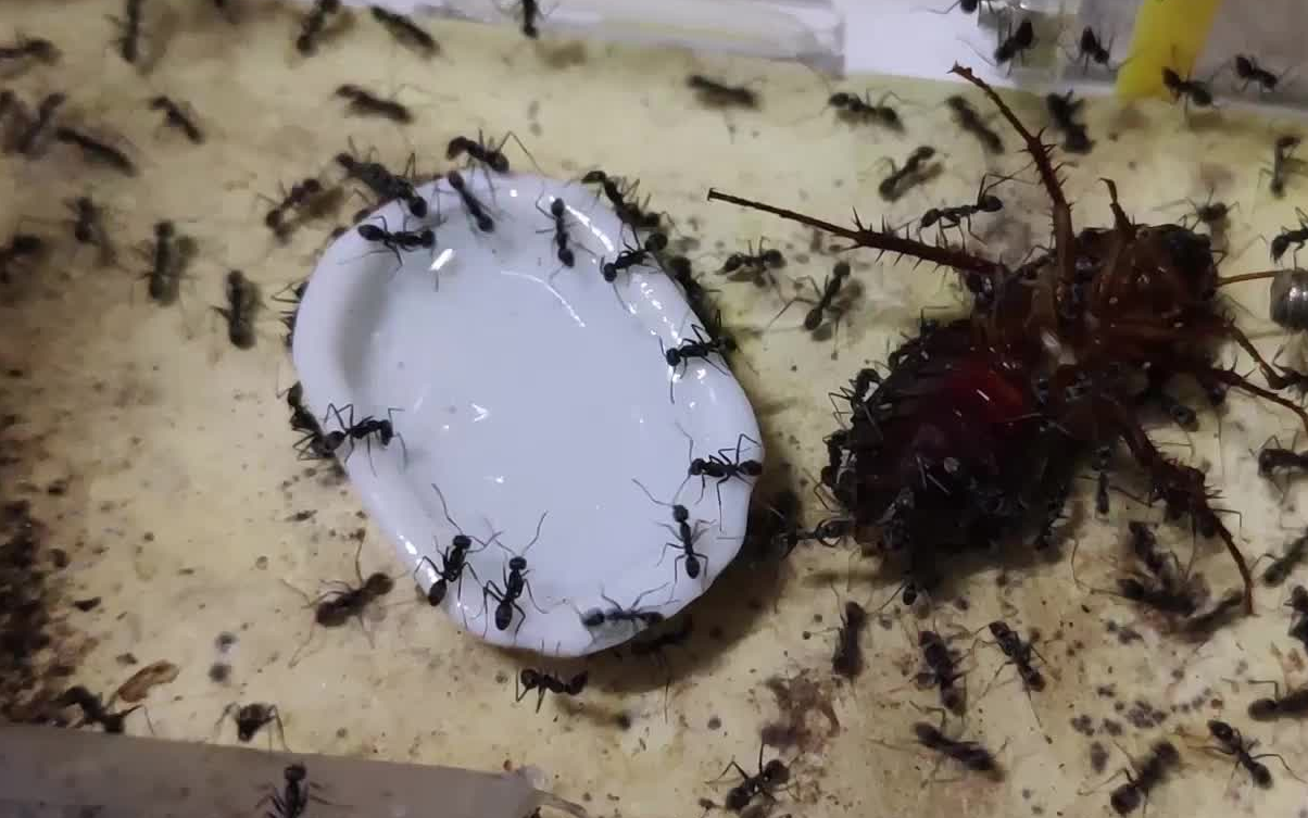 [扁平虹臭蚁] 一边喝水一边围攻蟑螂 (°66°)17