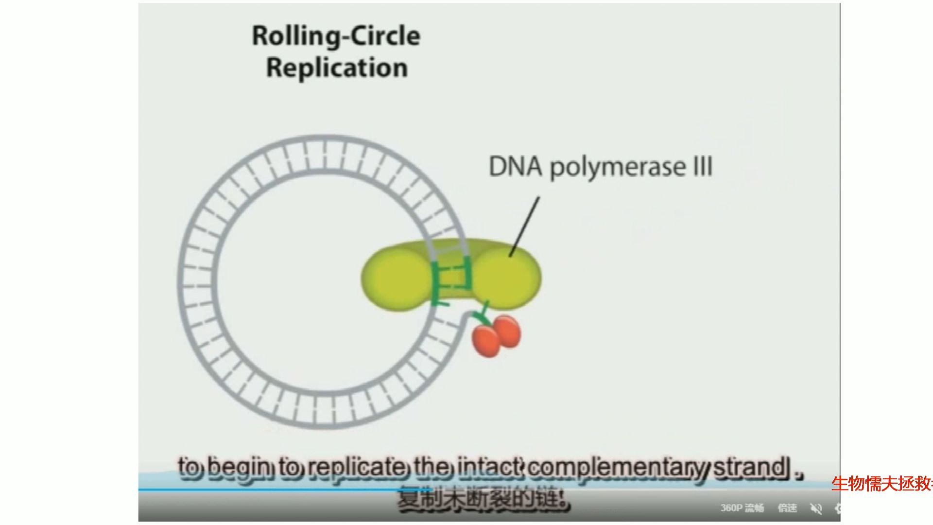 特殊DNA复制滚环复制哔哩哔哩bilibili