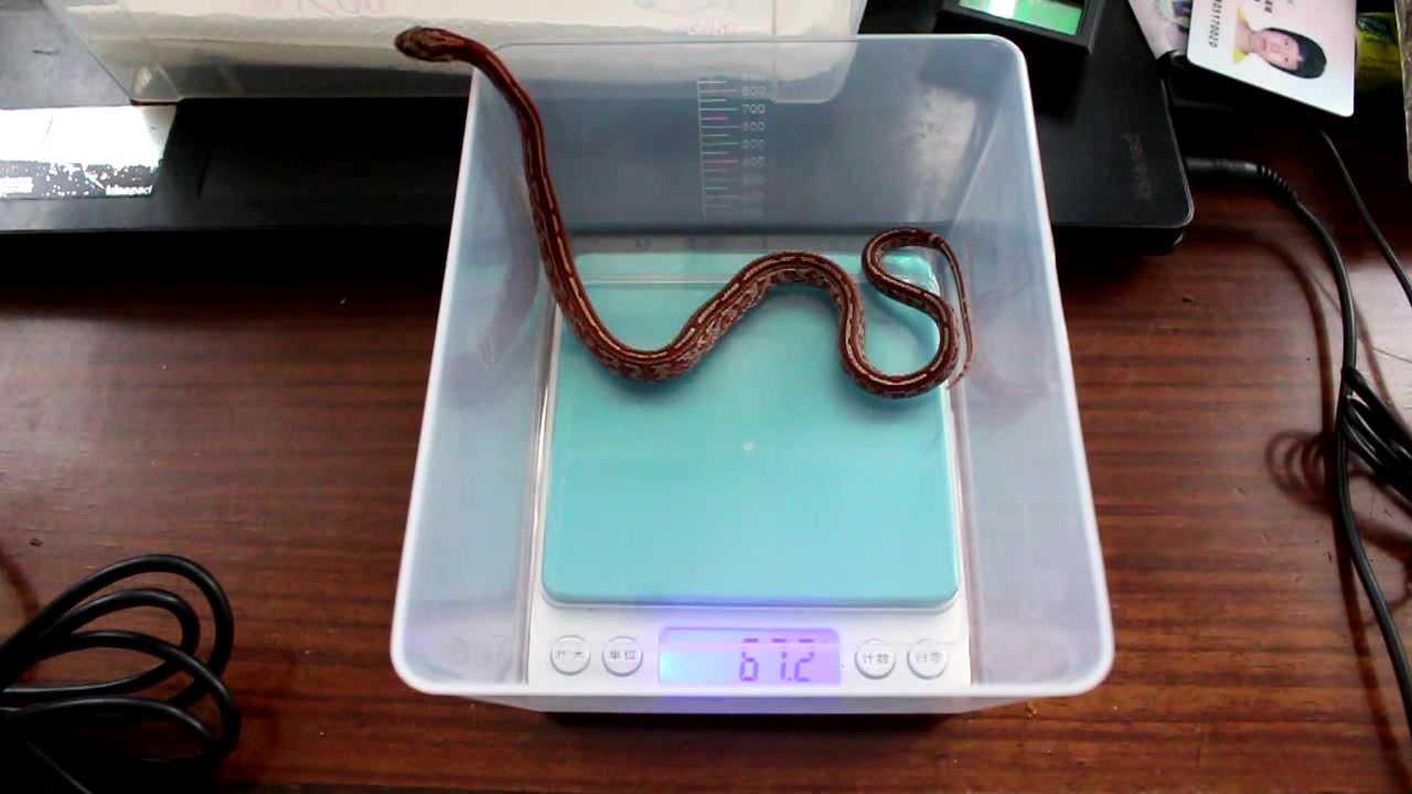 【玉米蛇观察日记】4.4日喂食换水称重20170404