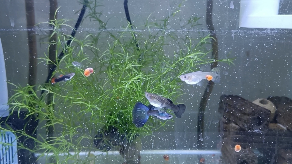 冰蓝孔雀鱼的状态越来越好了