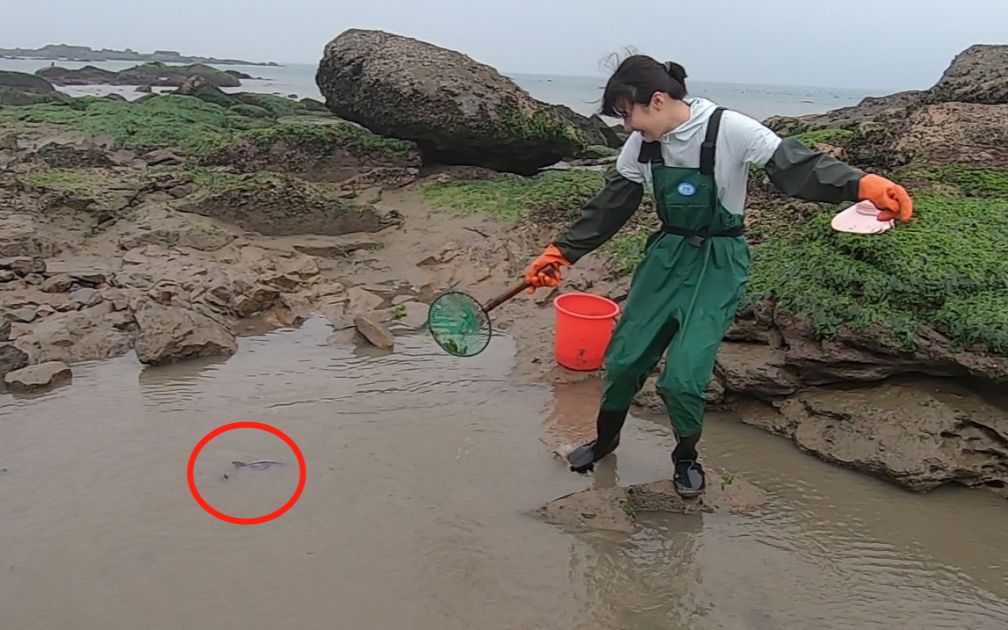 退潮后水坑里大货涌动,猪猪赶海猛捞,抓起来那一刻爽翻了