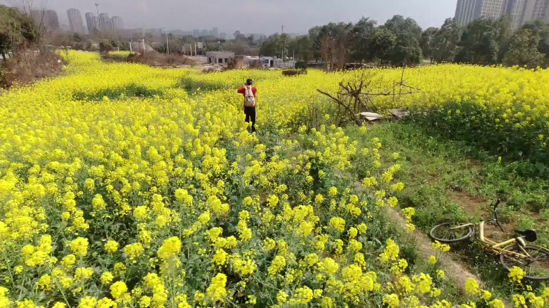 [图]2020飞跃油菜田 不一样的航拍