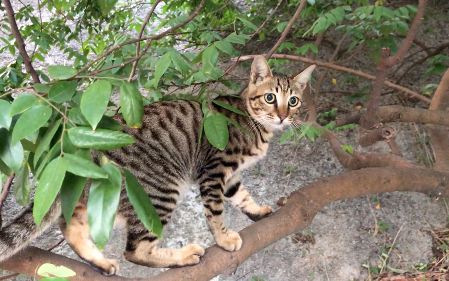 狸花猫上树