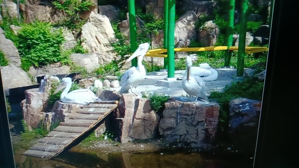 本溪动物园火烈鸟20090526