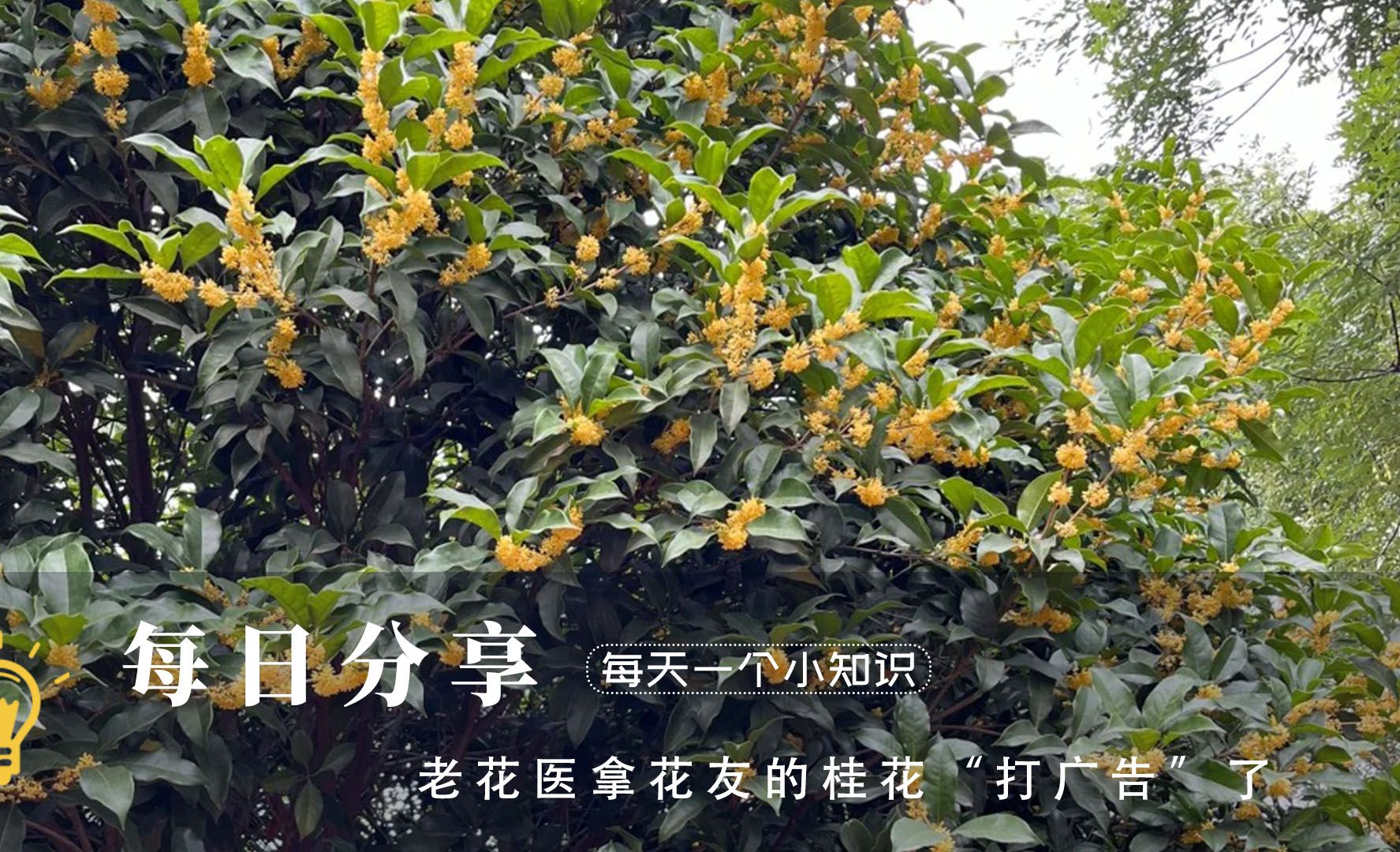 老花医拿花友的桂花“打广告”了哔哩哔哩bilibili