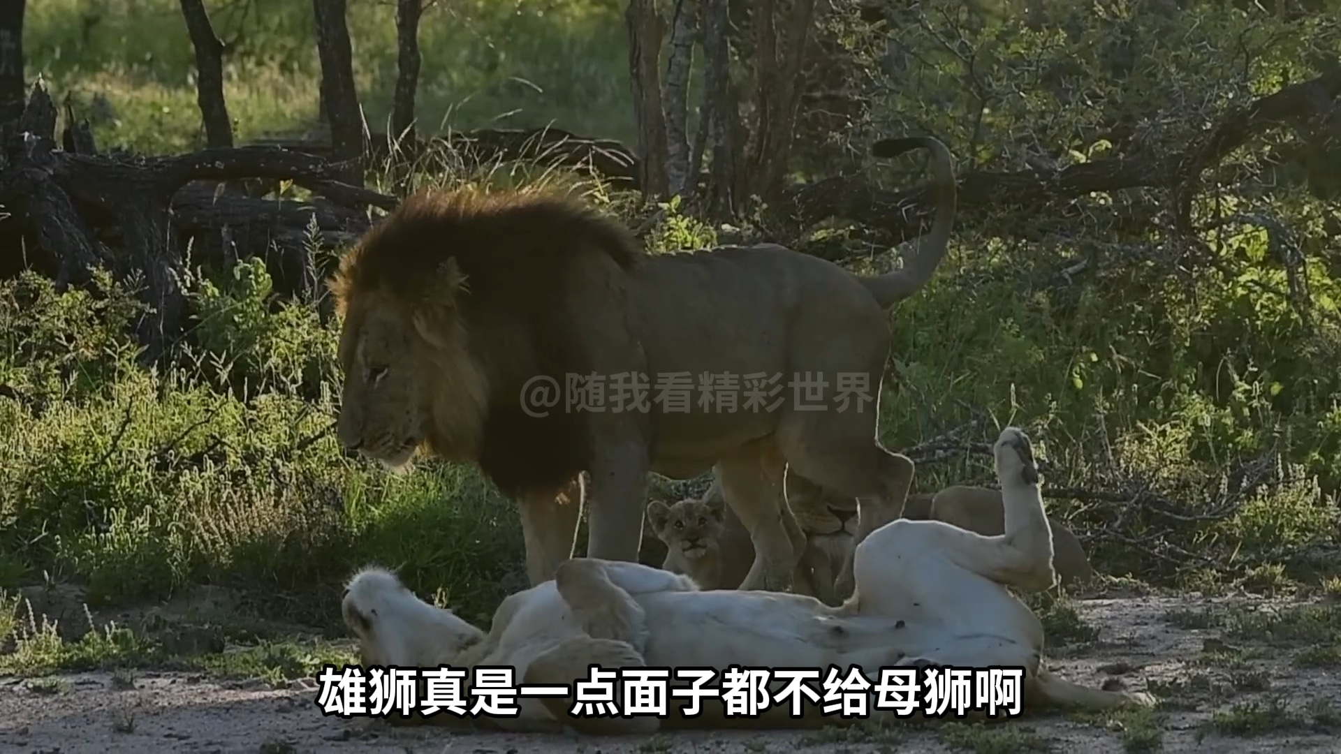 雄狮是不是真的累了,还是不喜欢母狮