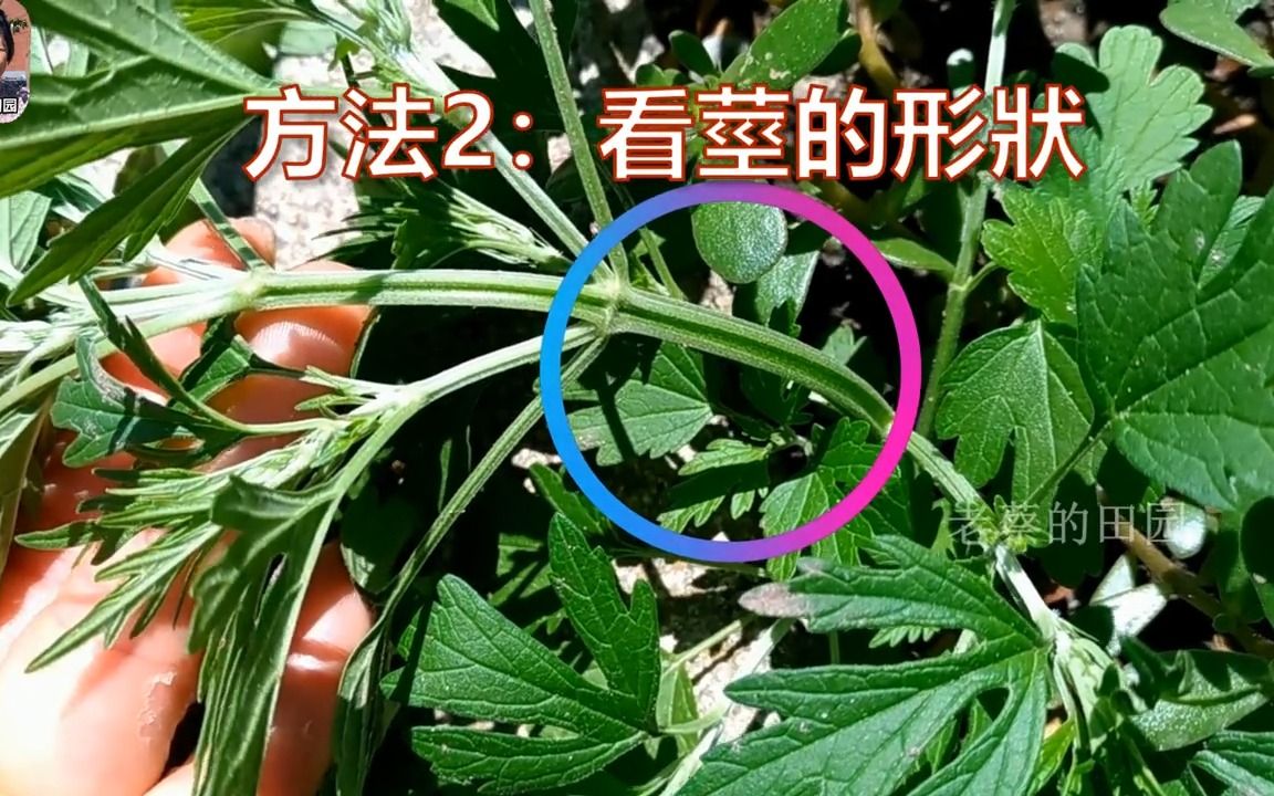 艾草,益母草常认错,老蔡教你2点,再也不会认错了
