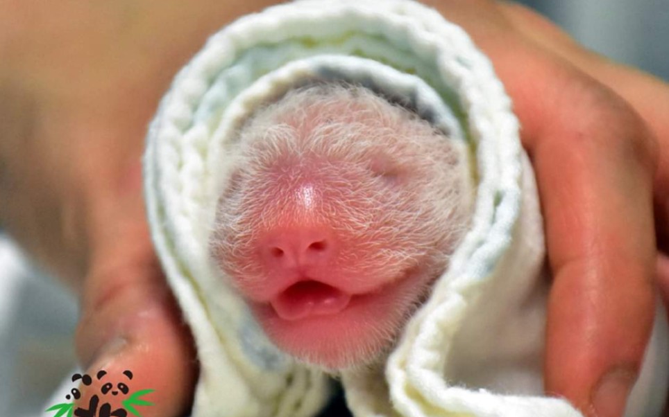 【台北动物园】圆圆产下一仔,圆仔升格当姐姐!