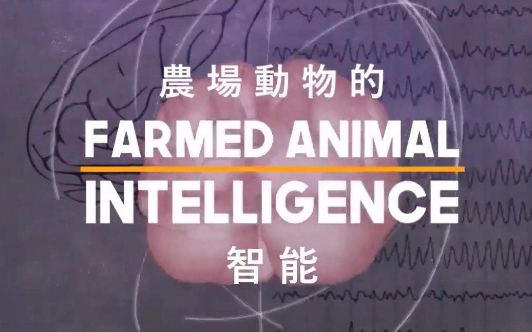 [图]农场动物多聪明？Farm Animals' Intelligence