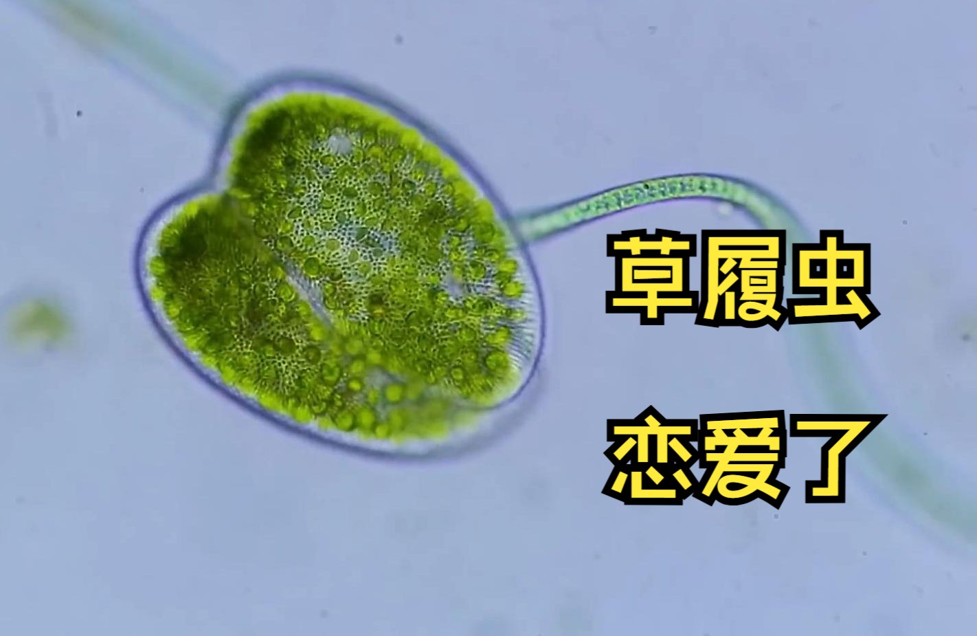 草履虫谈恋爱,竟然是爱心的样子