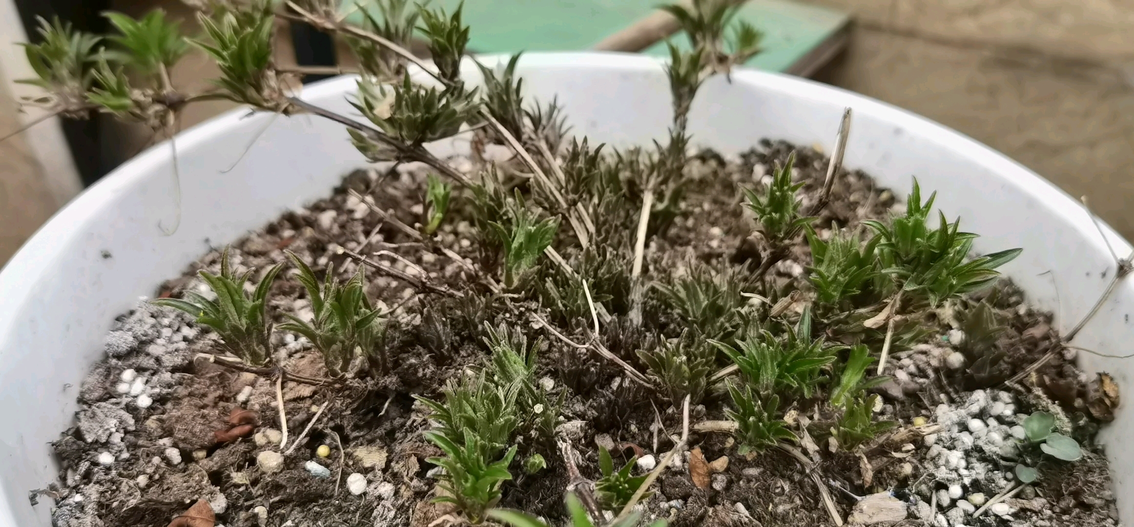 铁线莲啤酒发芽啦,密密麻麻的芽点,希望今年能看到爆满一盆