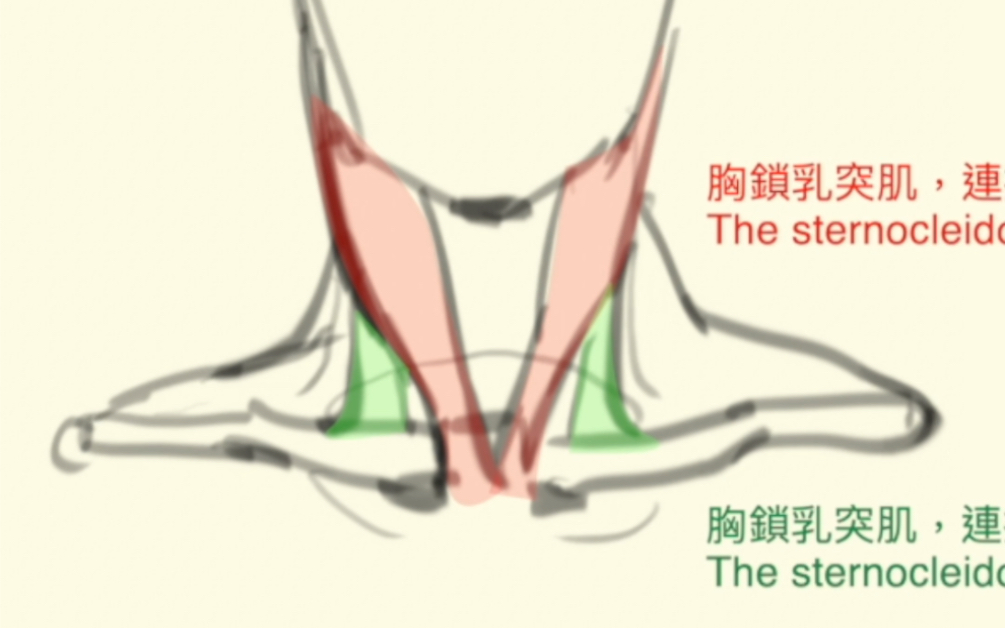 新年从头开始:头部与颈部结构的重要性和关系!人体结构学起来~哔哩哔哩bilibili