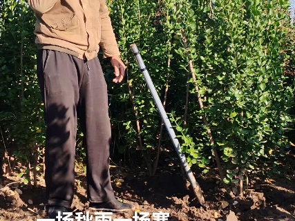 冬天里的一片绿北海道黄杨苗,四季常青不落叶耐寒耐旱南北均可栽植!#丛生北海道黄杨基地 #冬天来了哔哩哔哩bilibili