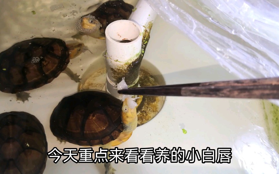 养了8个月的白唇能有多大,白唇泥龟这个品种还是很好饲养的.哔哩哔哩bilibili