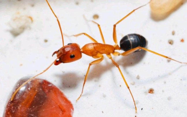 凉山弓背蚁pk拟哀弓背蚁