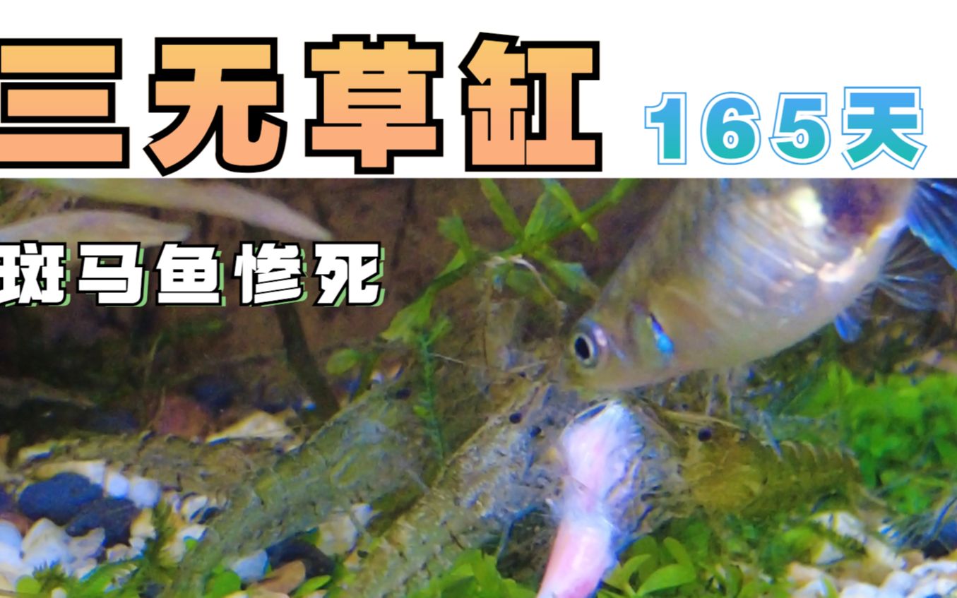 斑马鱼惨死黑壳虾化身分解者超度亡魂