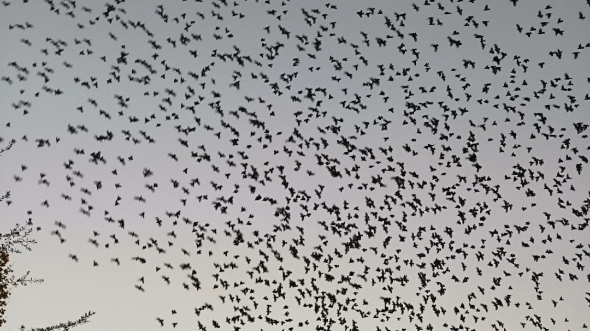 啊啊啊啊好多鸟!