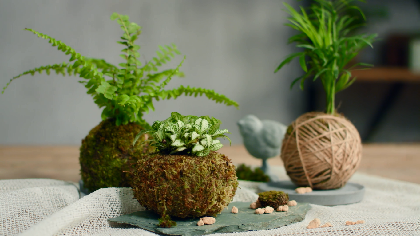 【焰火花园#42】日式苔玉diy