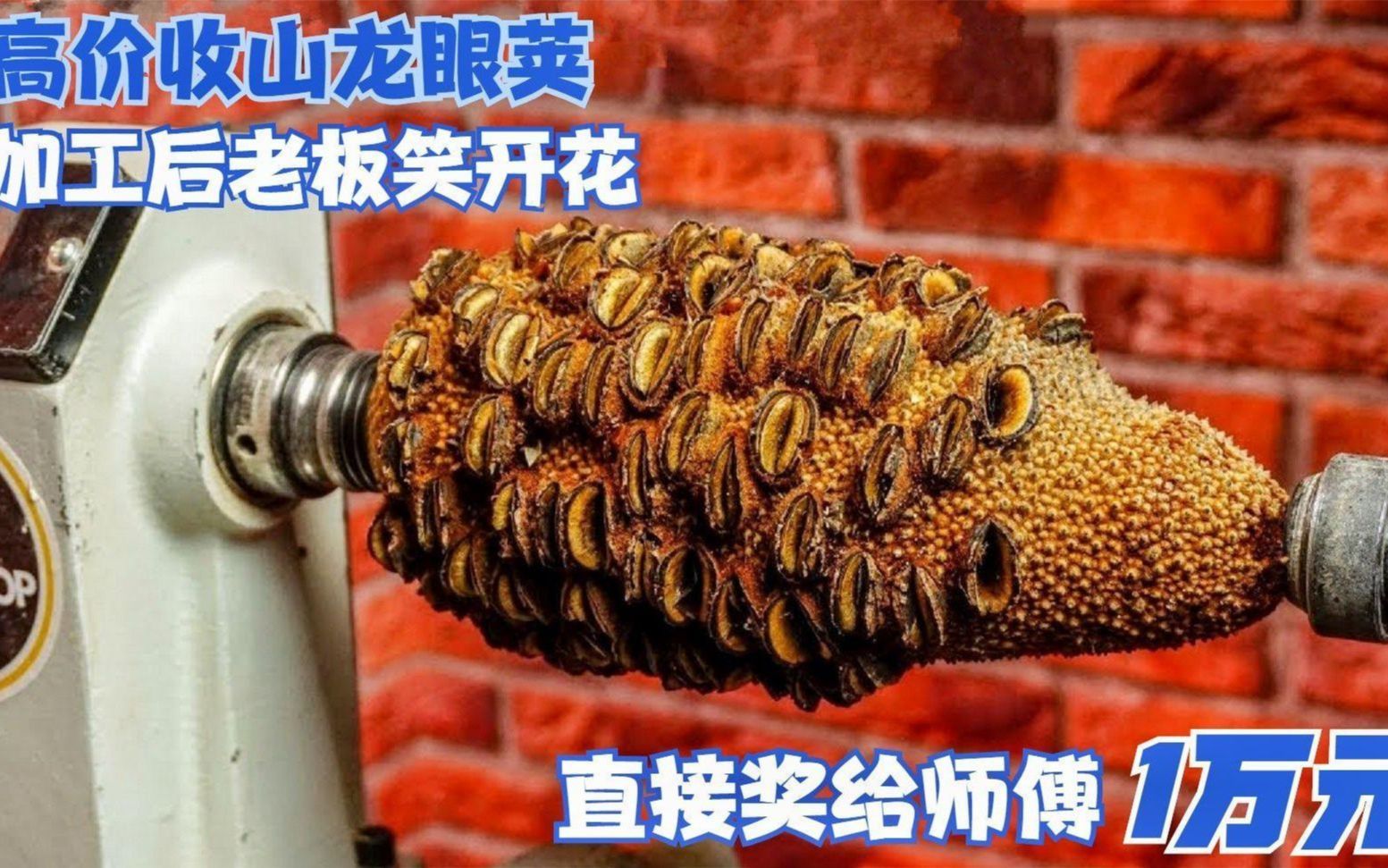 高价收购山龙眼荚,加工后成品惊人!