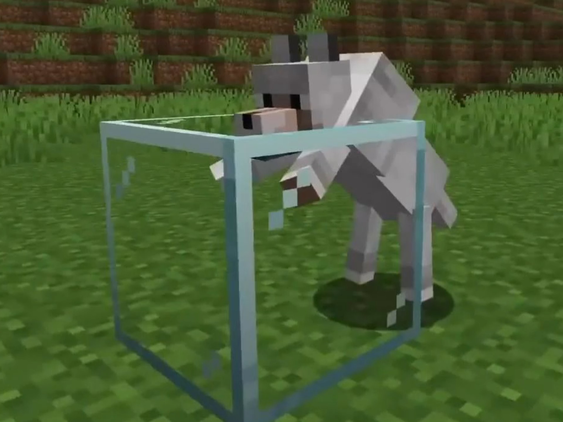 我将近亲繁殖添加到我的世界 #我的世界 #minecraft #mc不灭