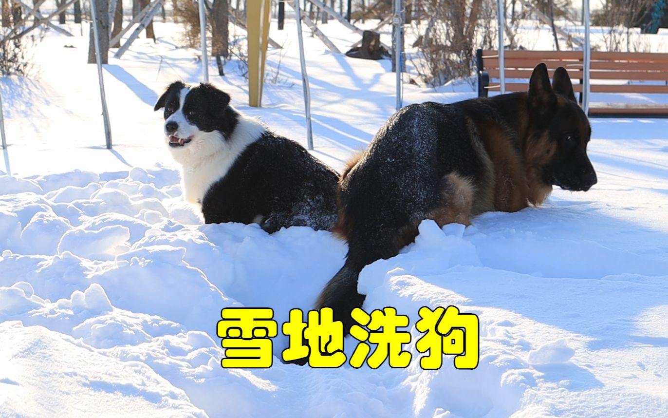 雪地洗貂的可行性论证哔哩哔哩bilibili