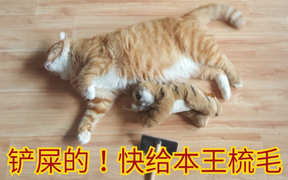 橘猫蛋糕 养猪场手动翻面梳毛服务了解一下,一梳在手,橘猫我有!推倒奶音橘猪不是梦,so easy!哔哩哔哩bilibili