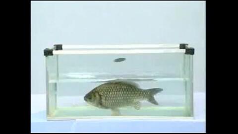 观察鱼鳃与鱼的呼吸 哔哩哔哩 观察鱼鳃与鱼的呼吸 哔哩哔哩