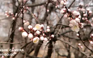 Télécharger la video: 北京小区春花