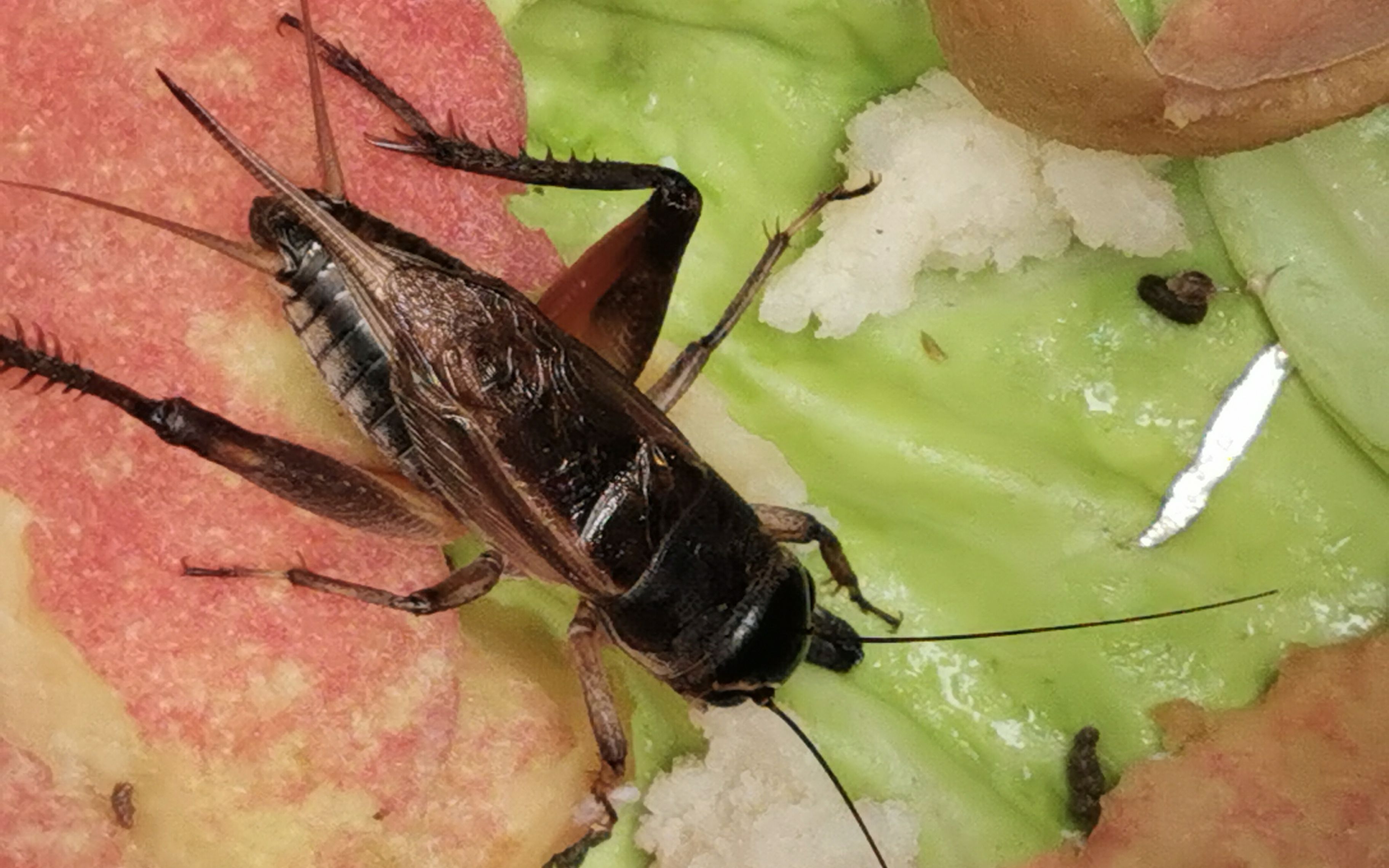 2021-9-7 北京 和老爷子北五环捉蛐蛐儿