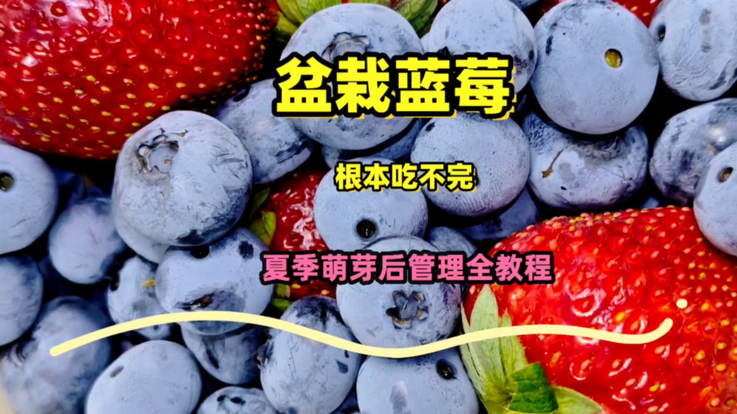 盆栽蓝莓夏季萌芽后多项管理：疏芽、追肥等，掌握了来年吃不完
