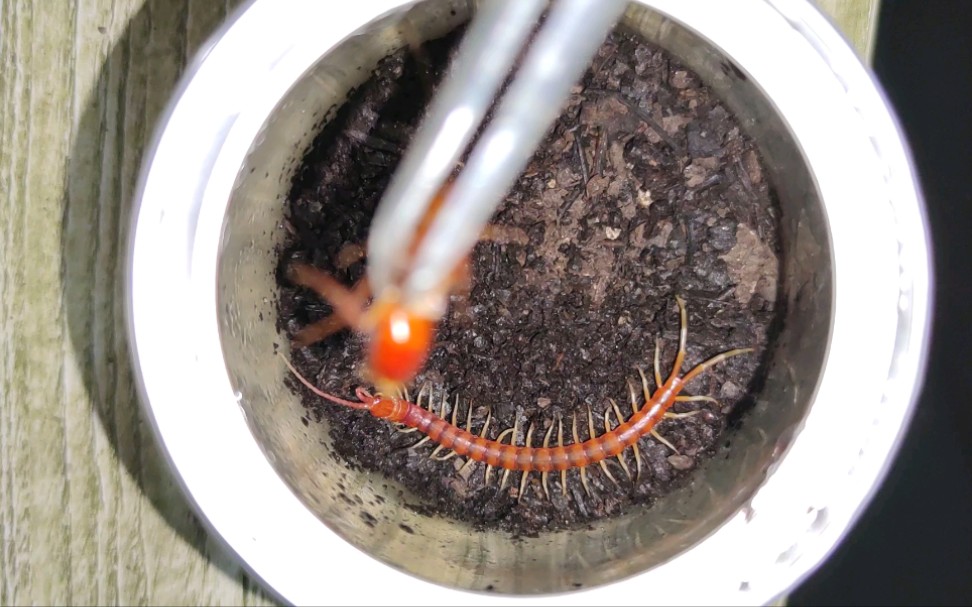 秘鲁白脚巨人蜈蚣到我手里第一次蜕皮25号蜕皮后第一餐