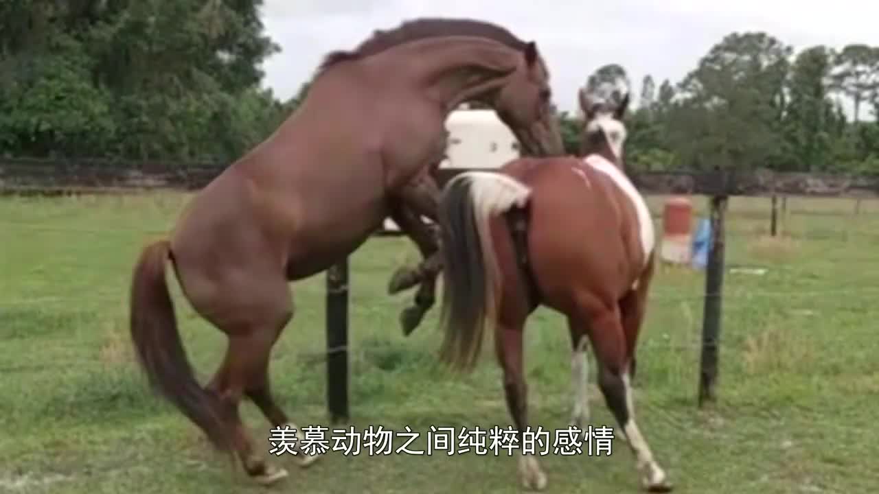 公马初次相亲,母马的反应很意外,羡慕动物之间纯粹的感情