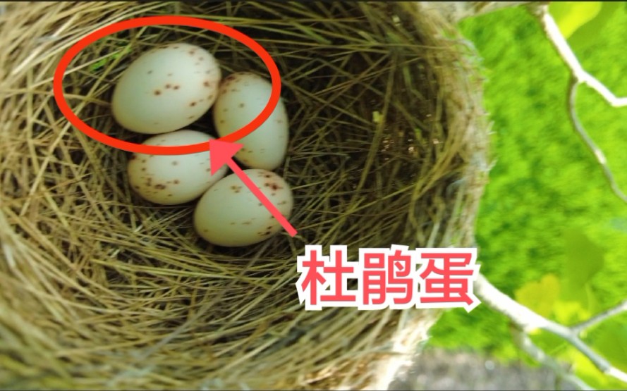 活动作品被杜鹃寄生的黑卷尾大自然就是这么残酷