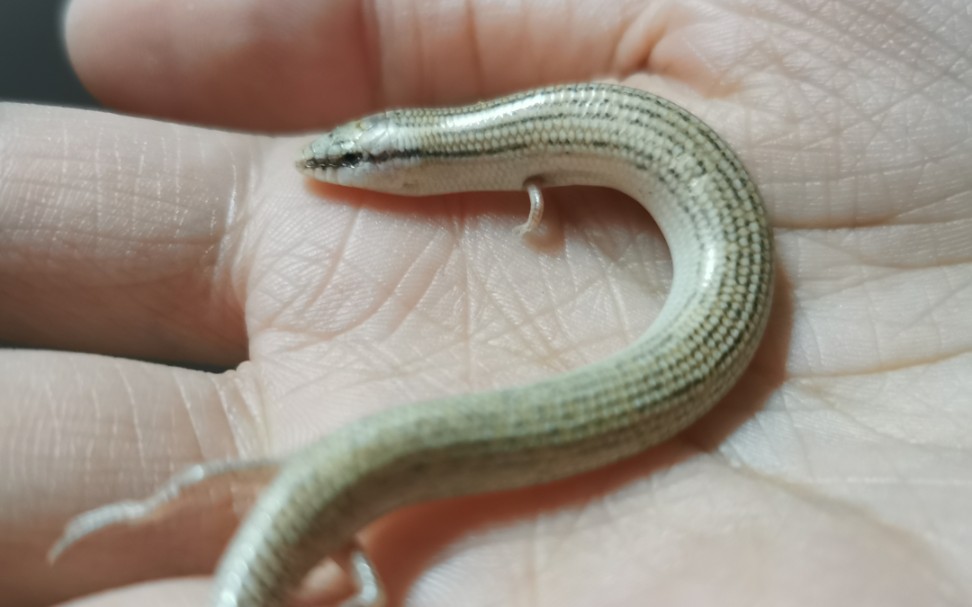 【奥丁石龙子】到家第一天就开食啦～_哔哩哔哩_bilibili