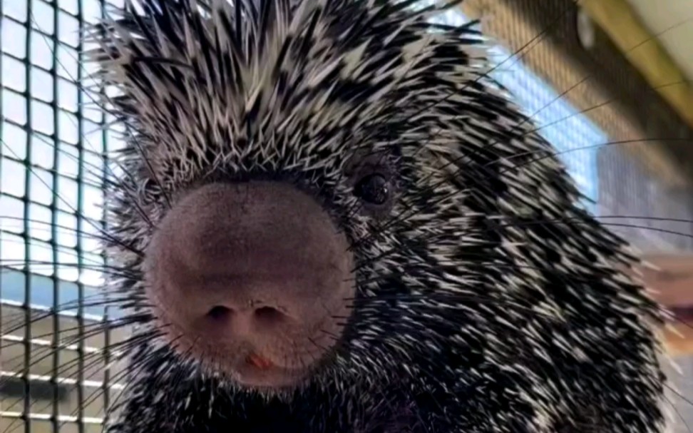 看看豪猪的大鼻子