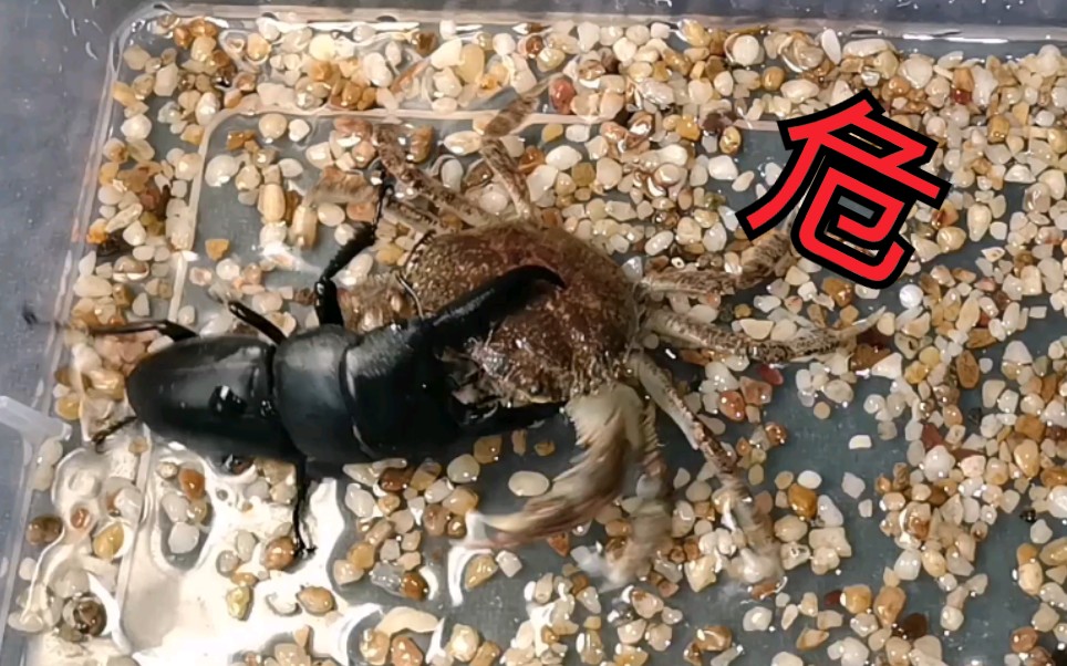 螃蟹vs锹甲(重量级节肢动物对决谁更强?